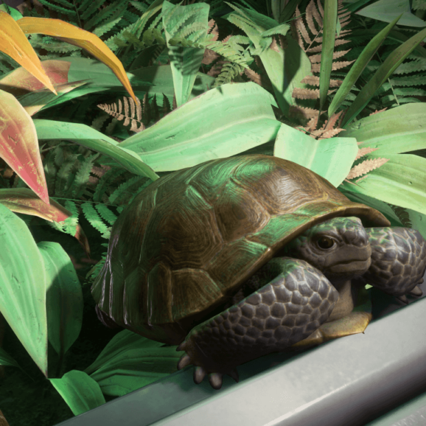 ГАЛАКТОПЕДИЯ: Лейлендская черепаха